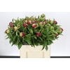 Paeonia Red Charm