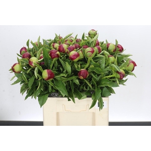 Paeonia Red Charm
