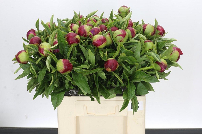 Paeonia Red Charm