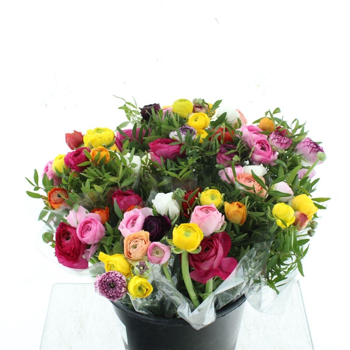 <h4>Ran Bouquet (7 Ran, 3 Pistache)</h4>