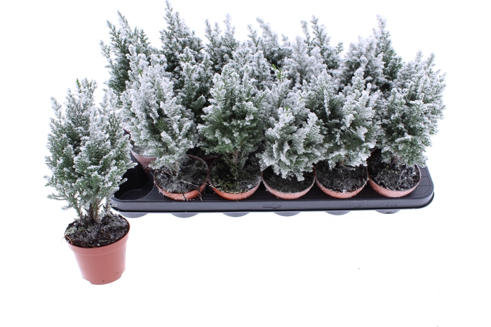 <h4>CHAM L ELLWOODII</h4>