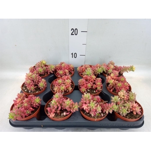 Sedum rubrotinctum 'Aurora'