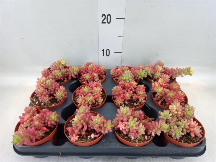 <h4>Sedum rubrotinctum 'Aurora'</h4>