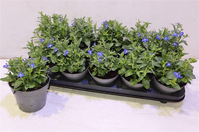 <h4>arr8 Lobe Cura Comp Blue</h4>