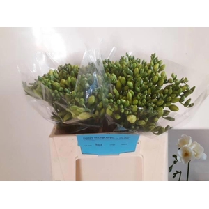 Freesia du Riga