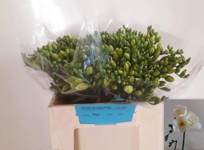 <h4>Freesia du Riga</h4>
