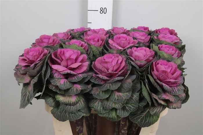 <h4>Brass Red Crane</h4>