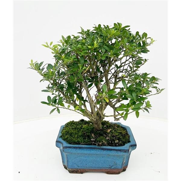 <h4>ilex crenata, 15 cm broom without drip tray</h4>