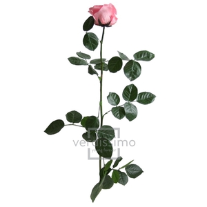 Roos op steel Standard 55cm Pastel roze