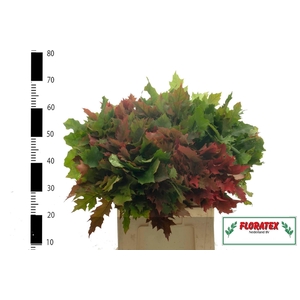 QUERC RUBRA