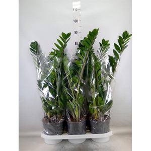 Zamioculcas zamiifolia