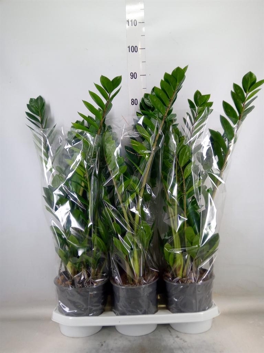 <h4>Zamioculcas zamiifolia</h4>