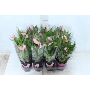 ANTHURIUM LILLI P09 PREMIUM