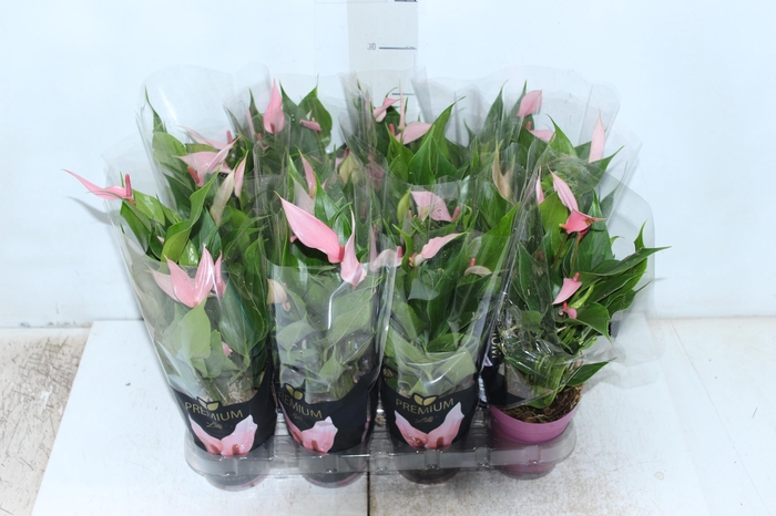 <h4>ANTHURIUM LILLI P09 PREMIUM</h4>