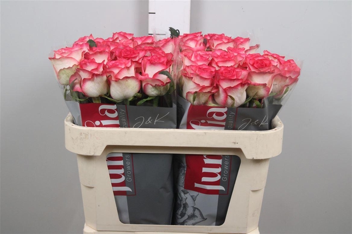 <h4>R Gr Jumilia</h4>