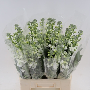 Matthiola Iron White