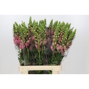 Antirrhinum Potomac Early Pink