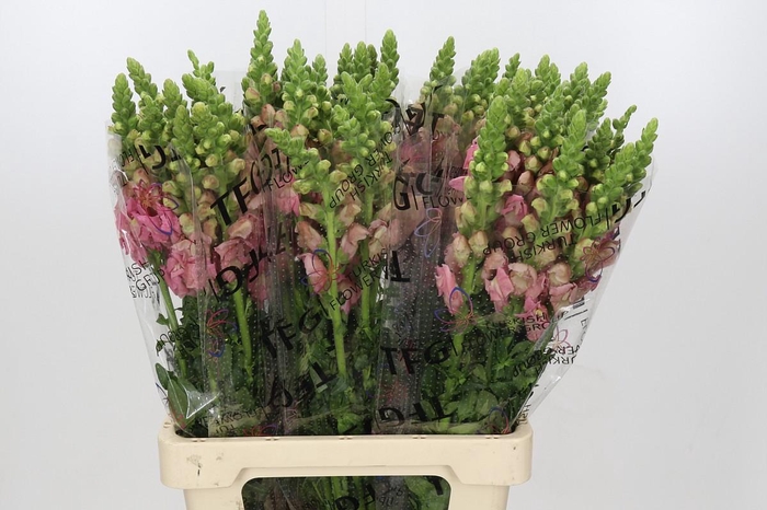 <h4>Antirrhinum Potomac Early Pink</h4>