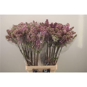 Syr Ruhm Von Horstenstein