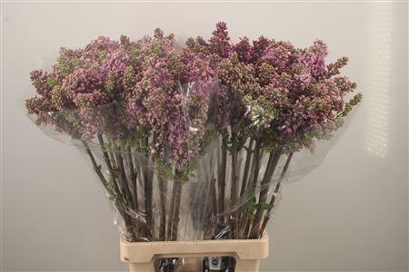 <h4>Syr Ruhm Von Horstenstein</h4>