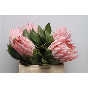Protea Cynaroides Super