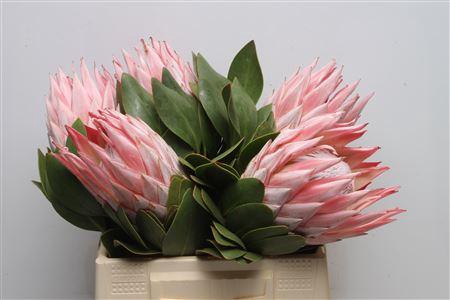<h4>Protea Cynaroides Super</h4>