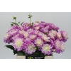 Dahlia Purple Onesta