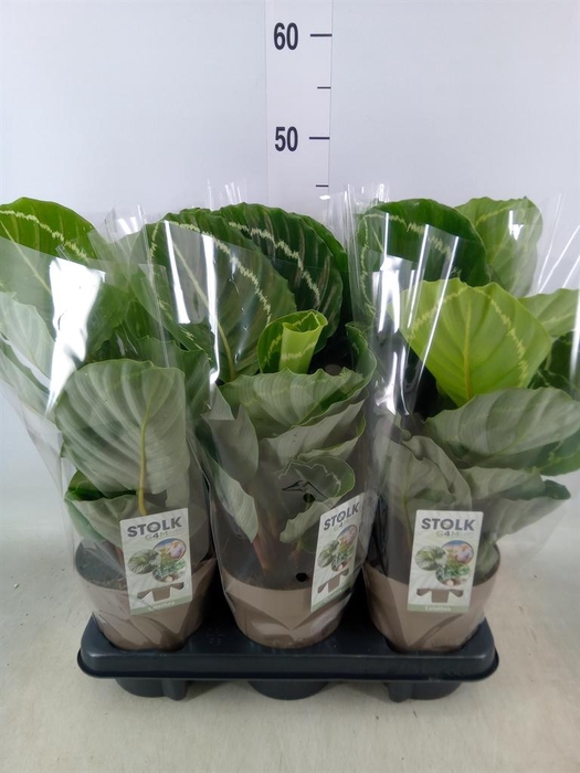 <h4>Calathea   ...</h4>