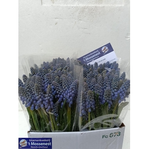 MUSCARI ARMENIACUM