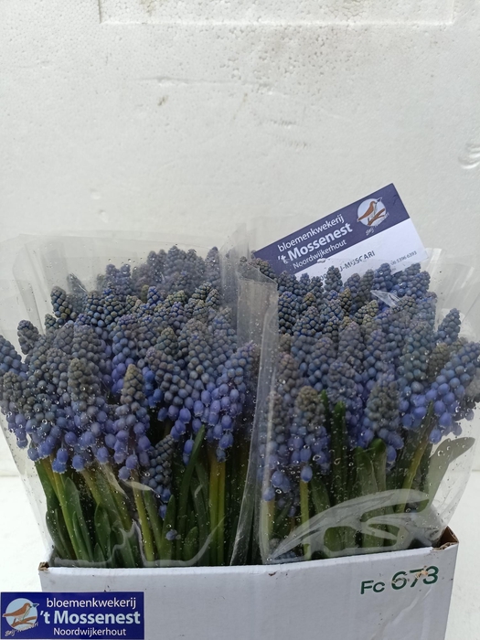 <h4>MUSCARI ARMENIACUM</h4>