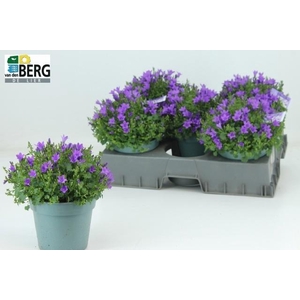 CAMP PORTENSCHLAGIAN