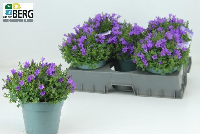 <h4>CAMP PORTENSCHLAGIAN</h4>