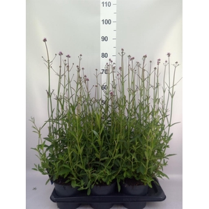 Verbena bonariensis