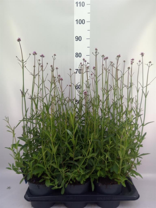 <h4>Verbena bonariensis</h4>