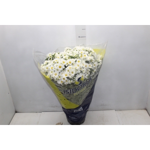 CRISANTEMO BOLA BELGA P20 BRANCO