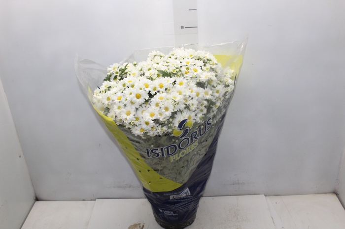 <h4>CRISANTEMO BOLA BELGA P20 BRANCO</h4>