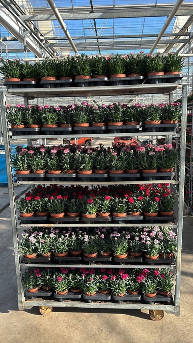 <h4>DIAN OSC GEM</h4>