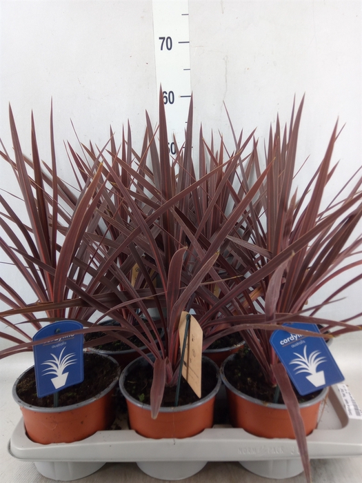 <h4>Cordyline austr. 'Red Star'</h4>