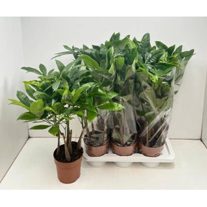 Pachira aquatica 17Ø 65cm