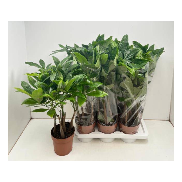 <h4>Pachira aquatica 17Ø 65cm</h4>