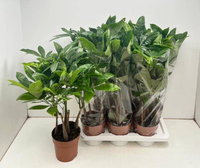 Pachira aquatica 17Ø 65cm