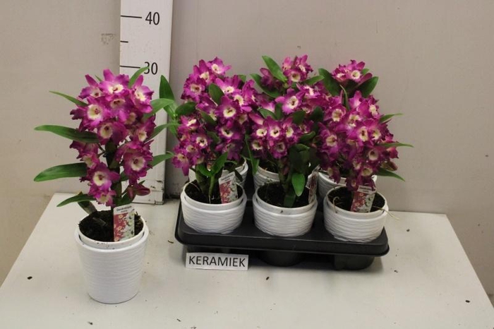 <h4>DEND NOBILE</h4>