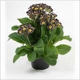 Primula acaulis Double Rose