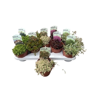SEDUM OV