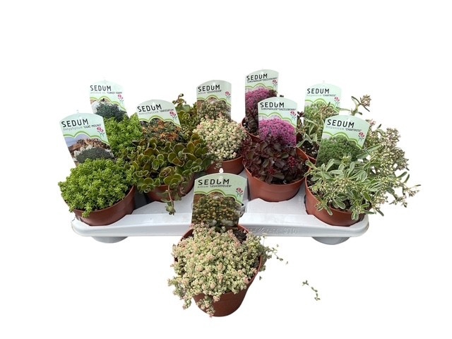 <h4>SEDUM OV</h4>