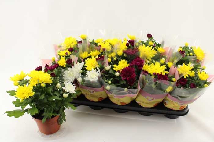 <h4>CHRYS GEM IN POT</h4>