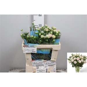 Ran Butterfly Ariadne