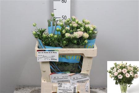 <h4>Ran Butterfly Ariadne</h4>