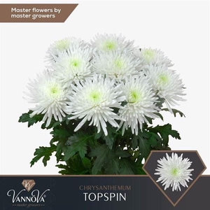 Chr g Topspin