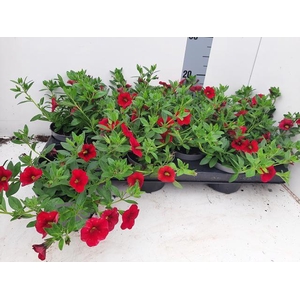 CALIB MINIF ORAN RED